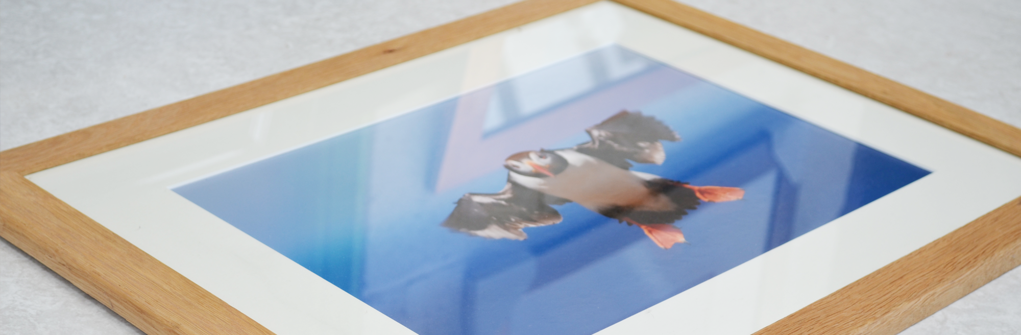 Custom picture framing of a Puffin in flight.
